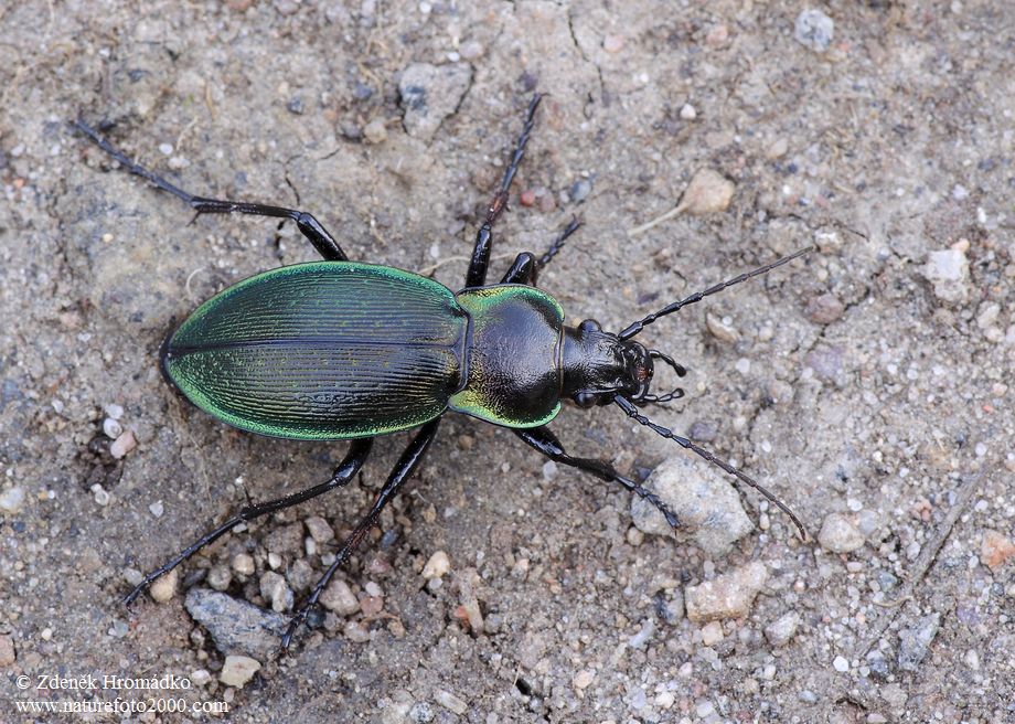 střevlík Scheidlerův, Carabus scheidleri, Carabidae, Carabinae (Brouci, Coleoptera)